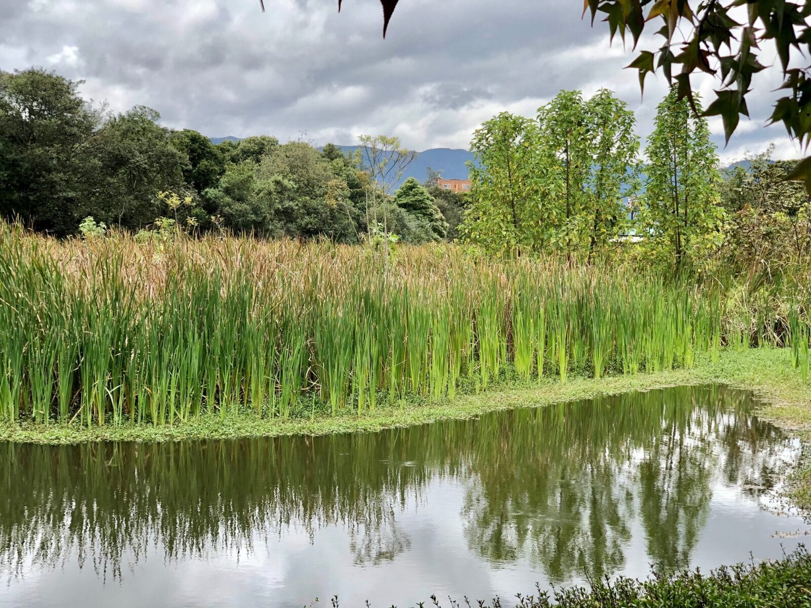 Senderos ecológicos y miradores en el Humedal Santa María del Lago para educación ambiental.