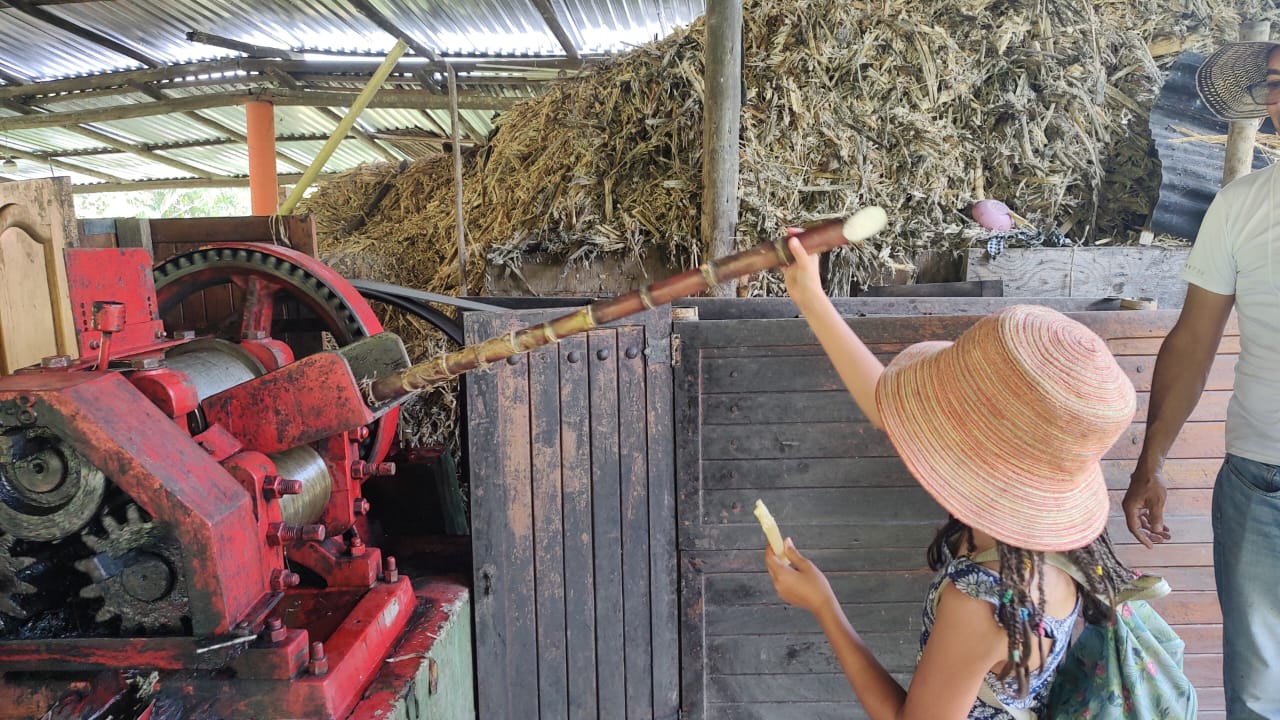 Estudiante de bachillerato participando en el taller de panela y reconociendo los ciclos de producción rural en un trapiche de Tobia.
