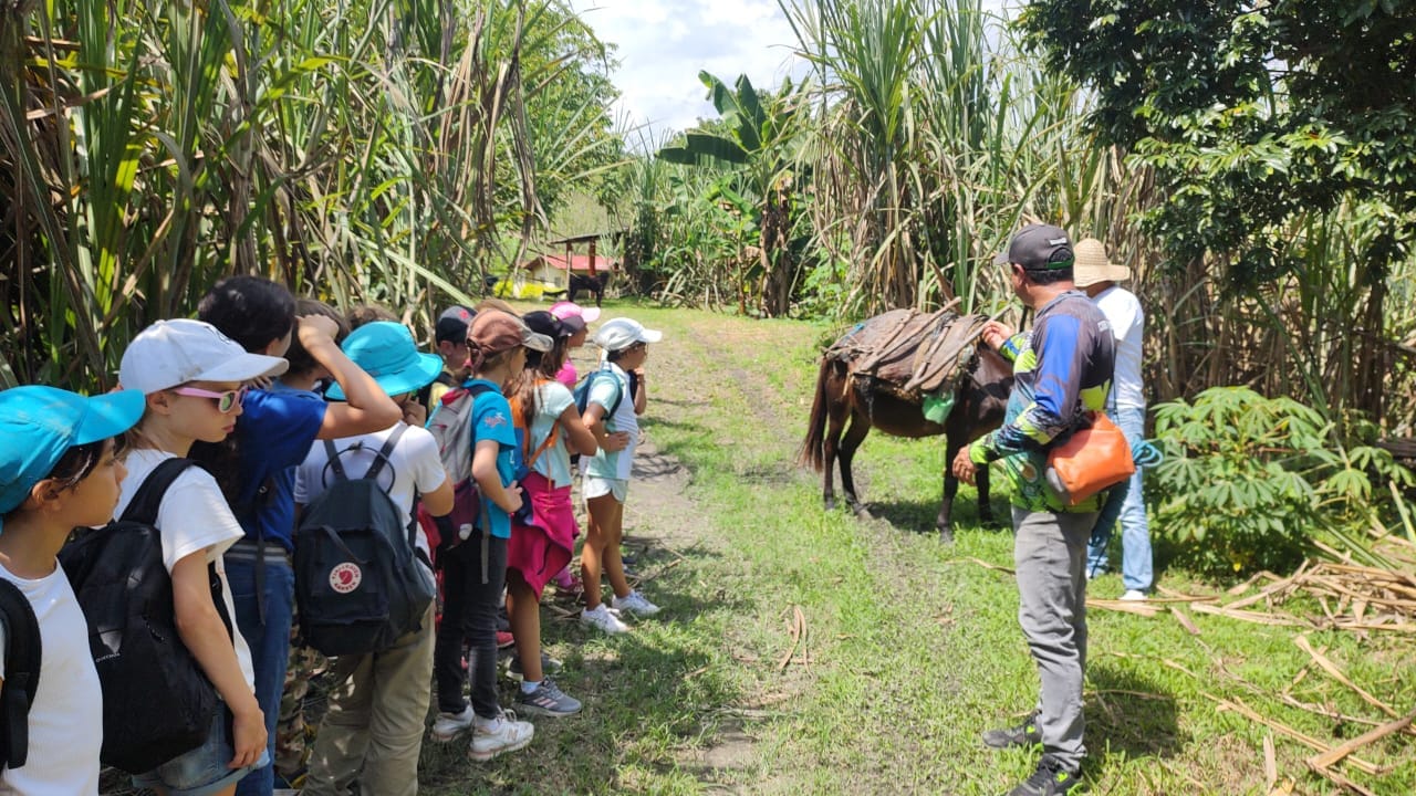 Estudiantes de colegio aprendiendo sobre botánica y corte técnico en el cañaduzal durante el taller de la panela.