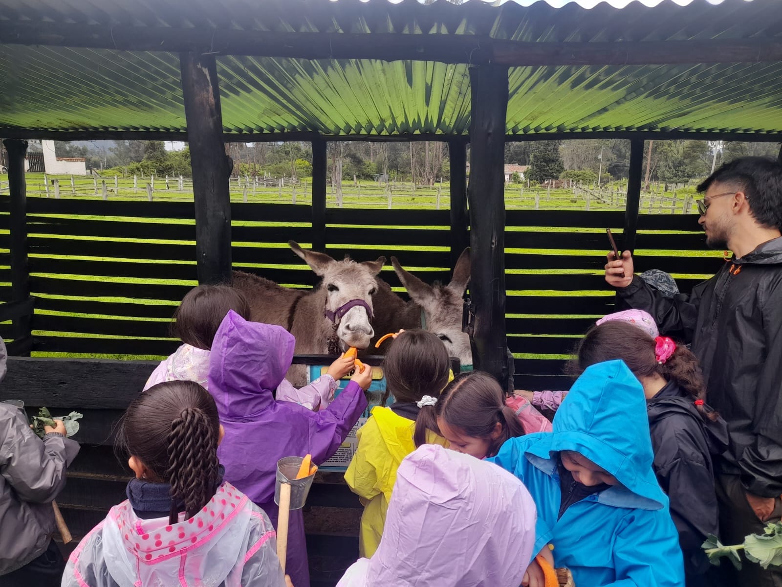Interacción y aprendizaje sobre animales de granja como actividad complementaria al taller de la lana.