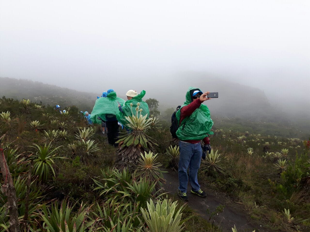 Grupo de estudiantes de colegio observando frailejones en el Páramo de Matarredonda durante una caminata pedagógica de Awalí School.