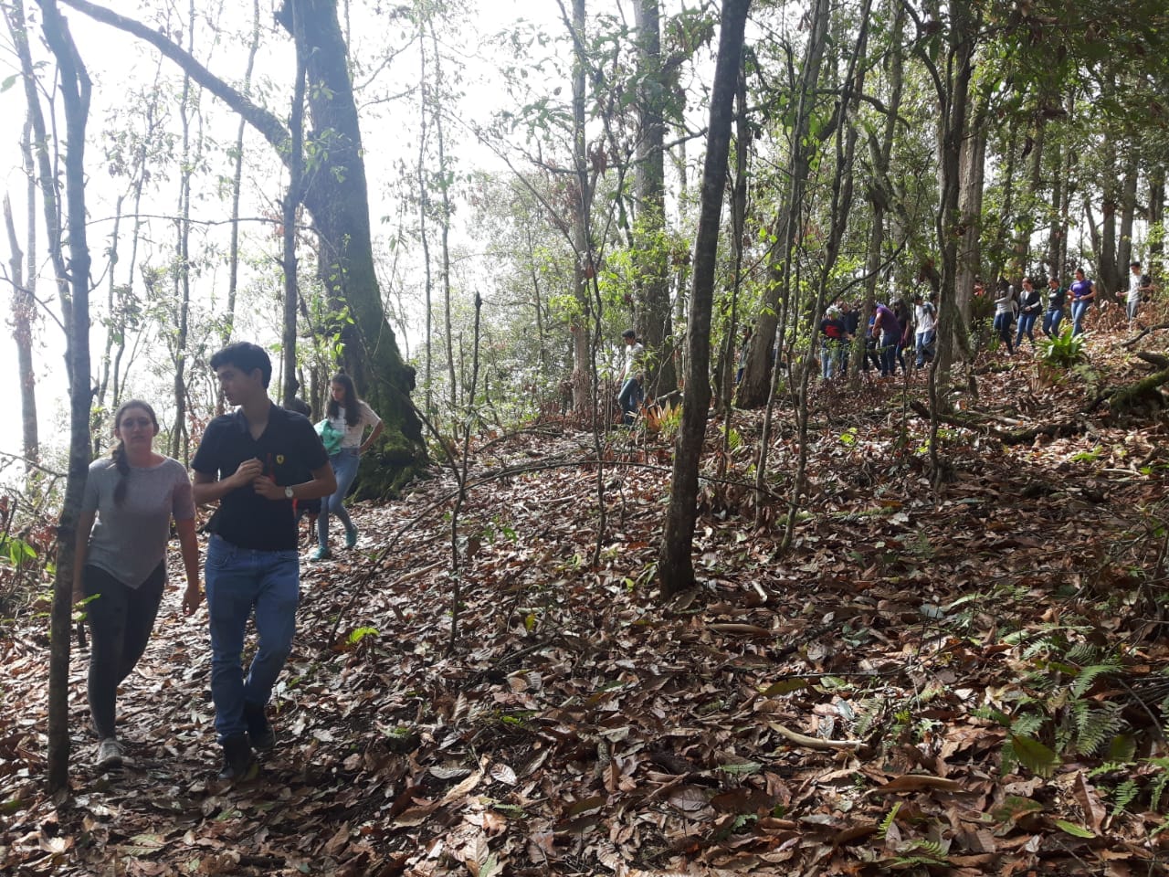 Estudiantes caminando bajo el dosel de un bosque de robles centenarios en el Cerro del Quinini con guías de Awalí School.