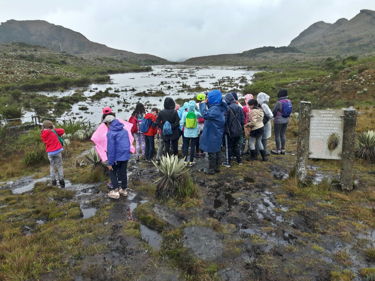 Estudiante registrando la estructura de captura de humedad de un frailejón en su diario de campo en el Parque Chingaza, metodología de Awalí School.