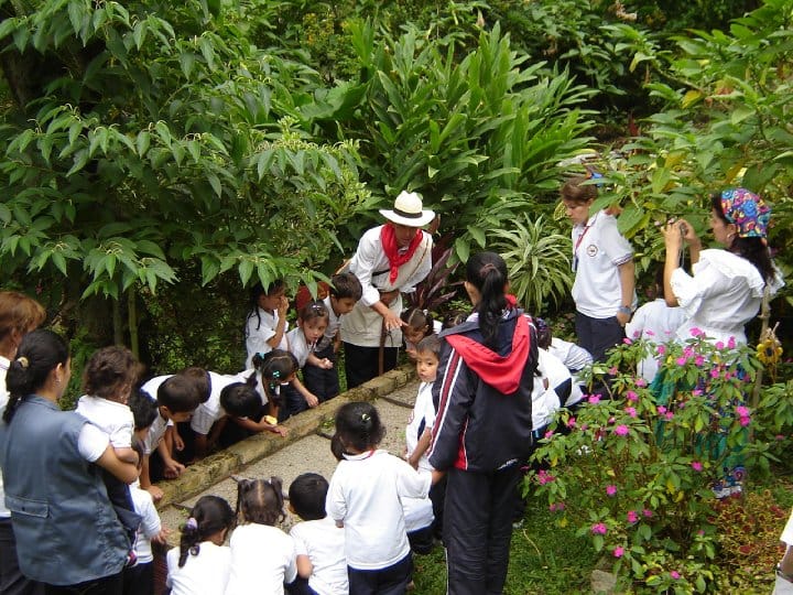 Estudiantes realizando recolección selectiva de grano cereza durante el taller de cultura cafetera en Cundinamarca.