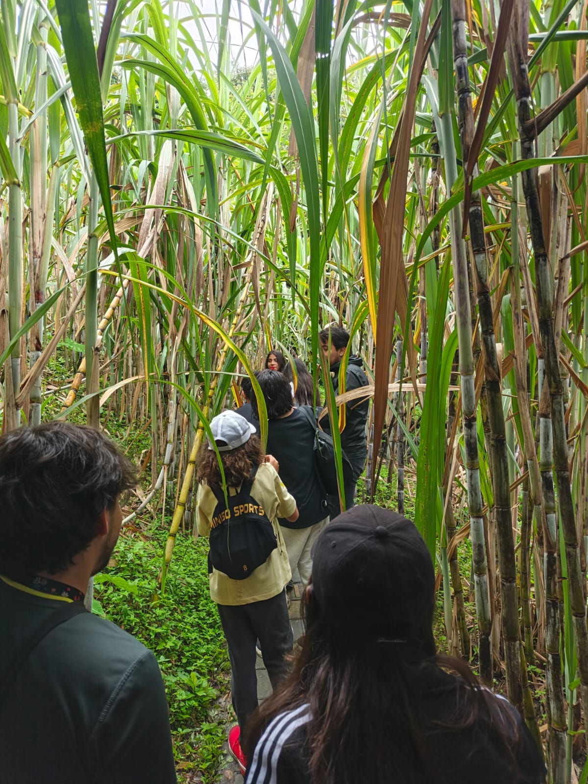 Estudiantes de colegio en salida pedagógica por los caminos reales de La Mesa, Cundinamarca, con Awalí School.